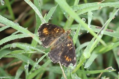 Phyciodes phaon