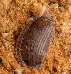 Corydiidae