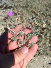 Dalea mollissima