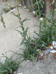 Lactuca