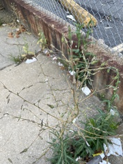 Lactuca
