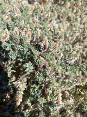 Dalea mollissima