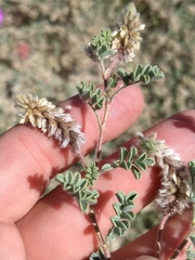 Dalea mollissima