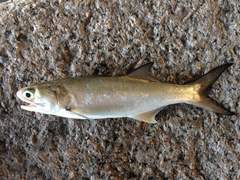 East Asian Fourfinger Threadfin photo 2