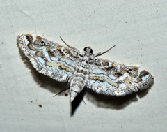 Parapoynx fluctuosalis