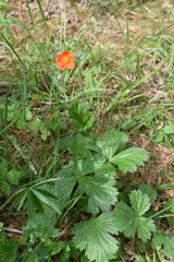 Geum quellyon