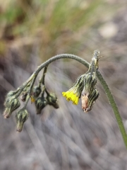 Hieracium irasuense