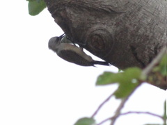 Chloropicus goertae