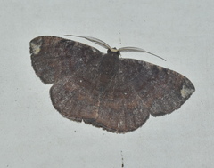 Astygisa albopunctata