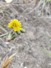 Hieracium irasuense