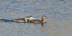 Podiceps major