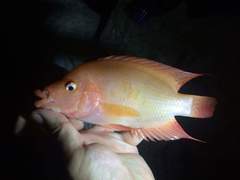 Amphilophus labiatus