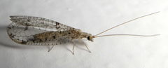 Chrysopidae