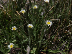 Erigeron lonchophyllus