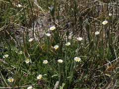 Erigeron lonchophyllus