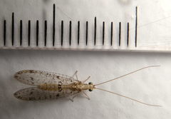 Chrysopidae