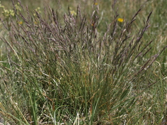 Festuca saximontana