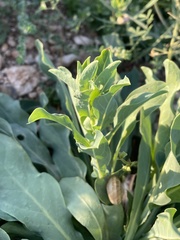 Cerinthe minor