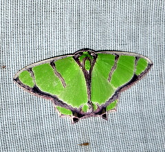 Agathia angustilimes