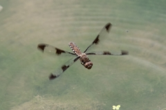 Plathemis lydia
