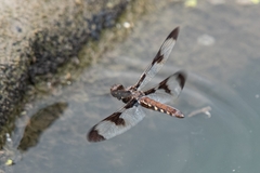 Plathemis lydia
