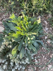 Cerinthe minor