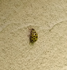 Psyllobora vigintiduopunctata