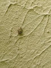 Psyllobora vigintiduopunctata