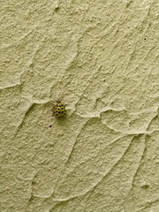 Psyllobora vigintiduopunctata