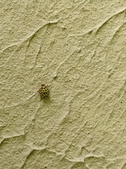 Psyllobora vigintiduopunctata