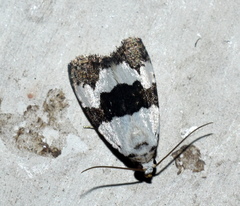 Maliattha quadripartita