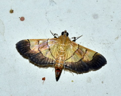 Syngamia latimarginalis