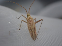 Miridius quadrivirgatus