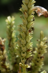 Physostegia digitalis