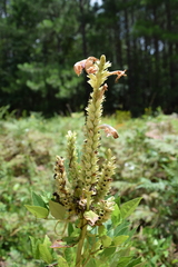 Physostegia digitalis