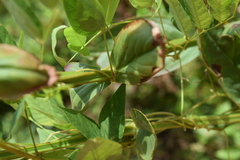 Physostegia digitalis