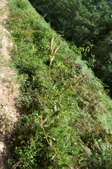 Physostegia digitalis