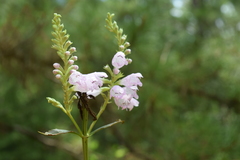 Physostegia digitalis