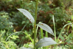 Physostegia digitalis