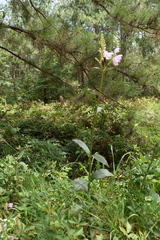 Physostegia digitalis