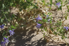 Epixiphium wislizeni
