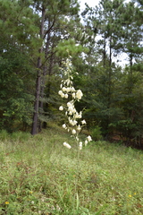 Yucca louisianensis