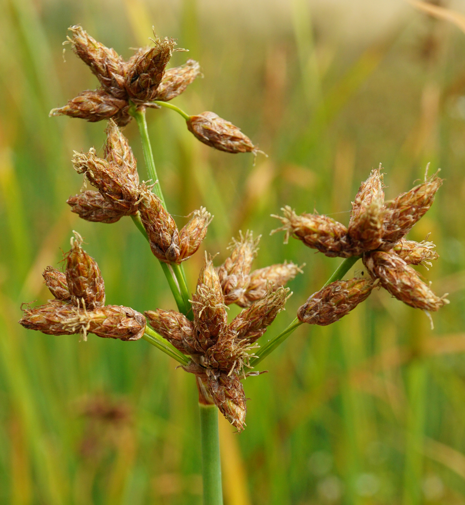 Grey club-rush (Schoenoplectus tabernaemontani)