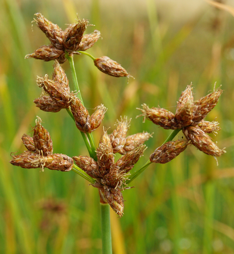Grey club-rush (Schoenoplectus tabernaemontani)