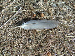 Columba livia domestica