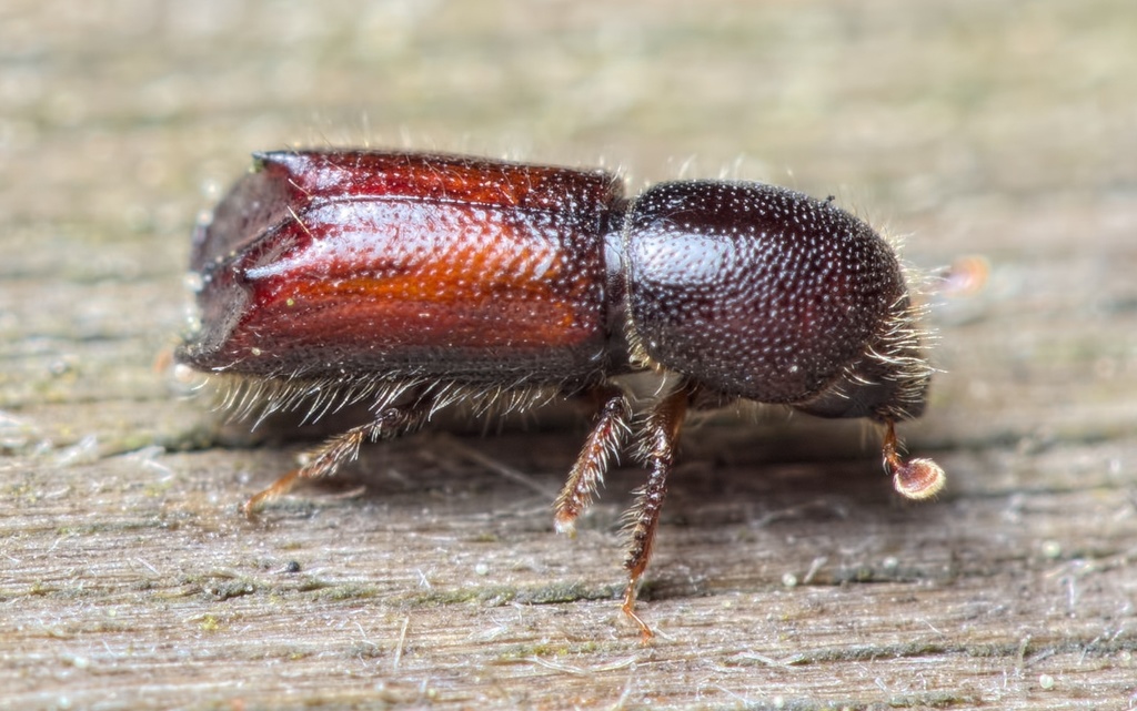 Xylocleptes bispinus