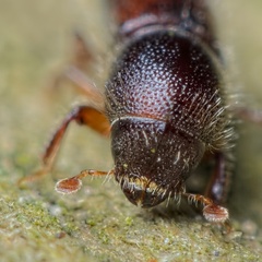 Xylocleptes bispinus