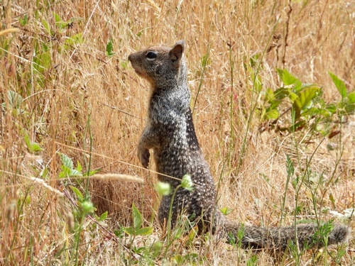 Douglas's Ground Squirrel