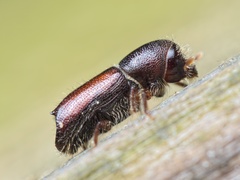 Xylocleptes bispinus