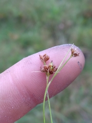 Rhynchospora harveyi